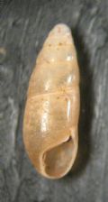 Hypnophila emiliana